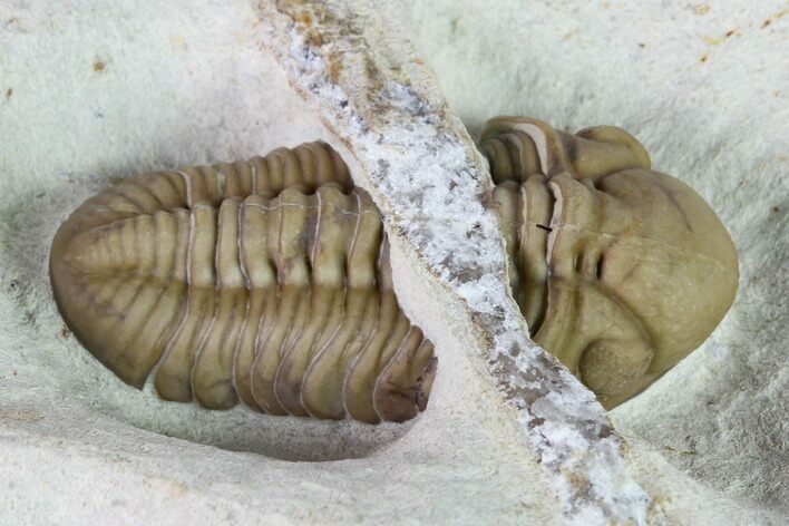 Kainops Trilobite With Quartz Seam - Oklahoma #137477